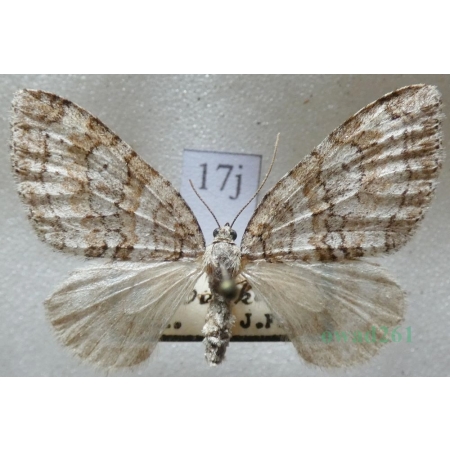 Nothocasis sertata (Hübner, 1817) Płatynka jaworówka Czech17j
